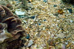 Stigmatopora narinosa