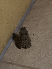 Rhinella diptycha