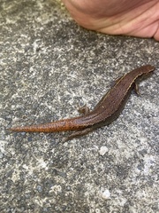 Oligosoma aeneum