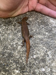 Oligosoma aeneum