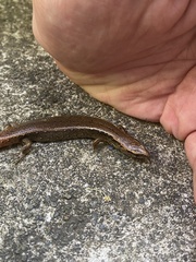 Oligosoma aeneum