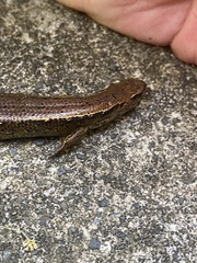 Oligosoma aeneum