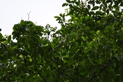 Calycophyllum spruceanum
