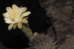 Haageocereus acranthus