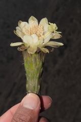 Haageocereus acranthus