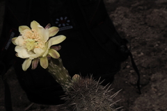 Haageocereus acranthus