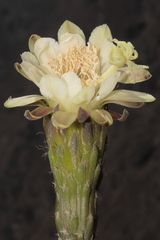 Haageocereus acranthus