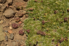 Acaena caespitosa