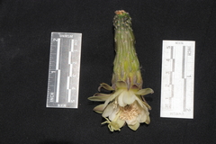 Haageocereus acranthus