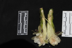 Haageocereus acranthus