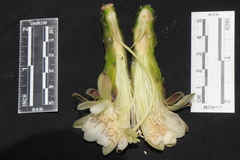 Haageocereus acranthus