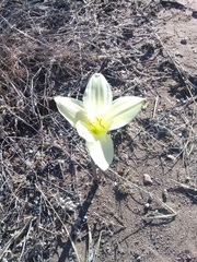 Zephyranthes concolor
