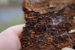 Litargus connexus