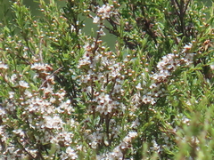 Kunzea robusta