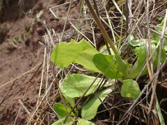 Primula clevelandii