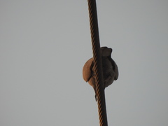 Streptopelia decaocto