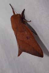 Adeloneivaia