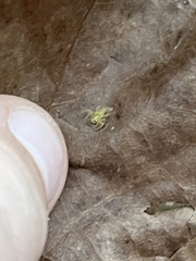 Lyssomanes viridis