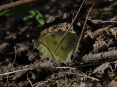 Pieris rapae rapae