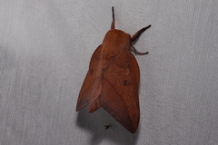 Adeloneivaia