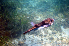 Torquigener pleurogramma