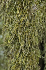 Rhynchostegium riparioides