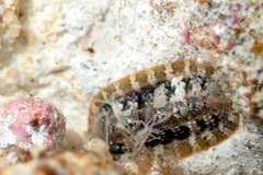 Rhyssoplax tricostalis