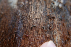 Litargus connexus