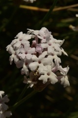 Junellia spathulata