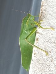 Steirodon