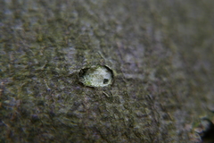 Trachelidae