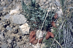 Astragalus platytropis