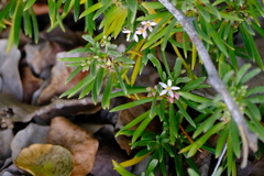 Strumpfia maritima
