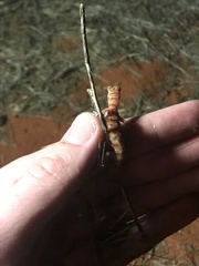 Rhynchoedura