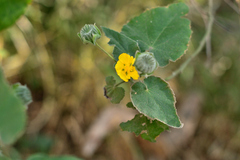 Abutilon hypoleucum