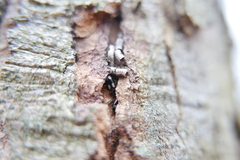 Dromius quadrimaculatus