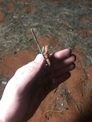 Rhynchoedura