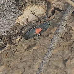 Stenomacra marginella