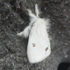 Euproctis haemodetes