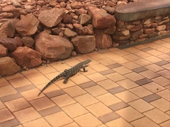 Varanus giganteus