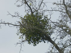 Phoradendron villosum