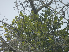 Phoradendron villosum