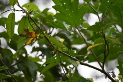 Odontadenia nitida