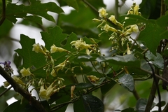 Odontadenia nitida