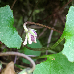 Viola hederacea