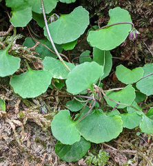 Viola hederacea