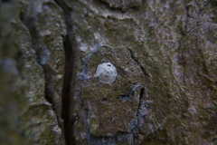 Trachelidae