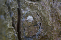 Trachelidae