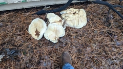 Neolentinus ponderosus