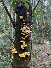 Tricholomopsis aurea